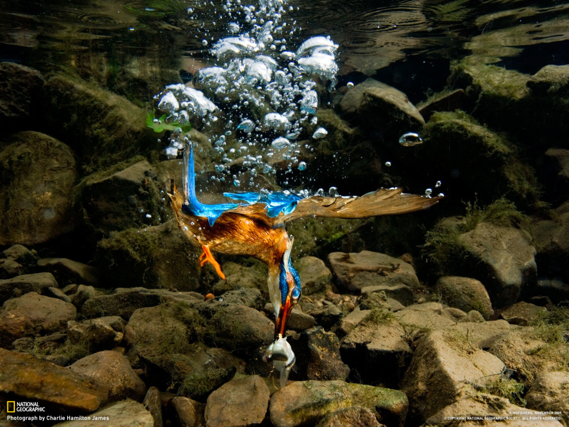 Птица нырнула в воду