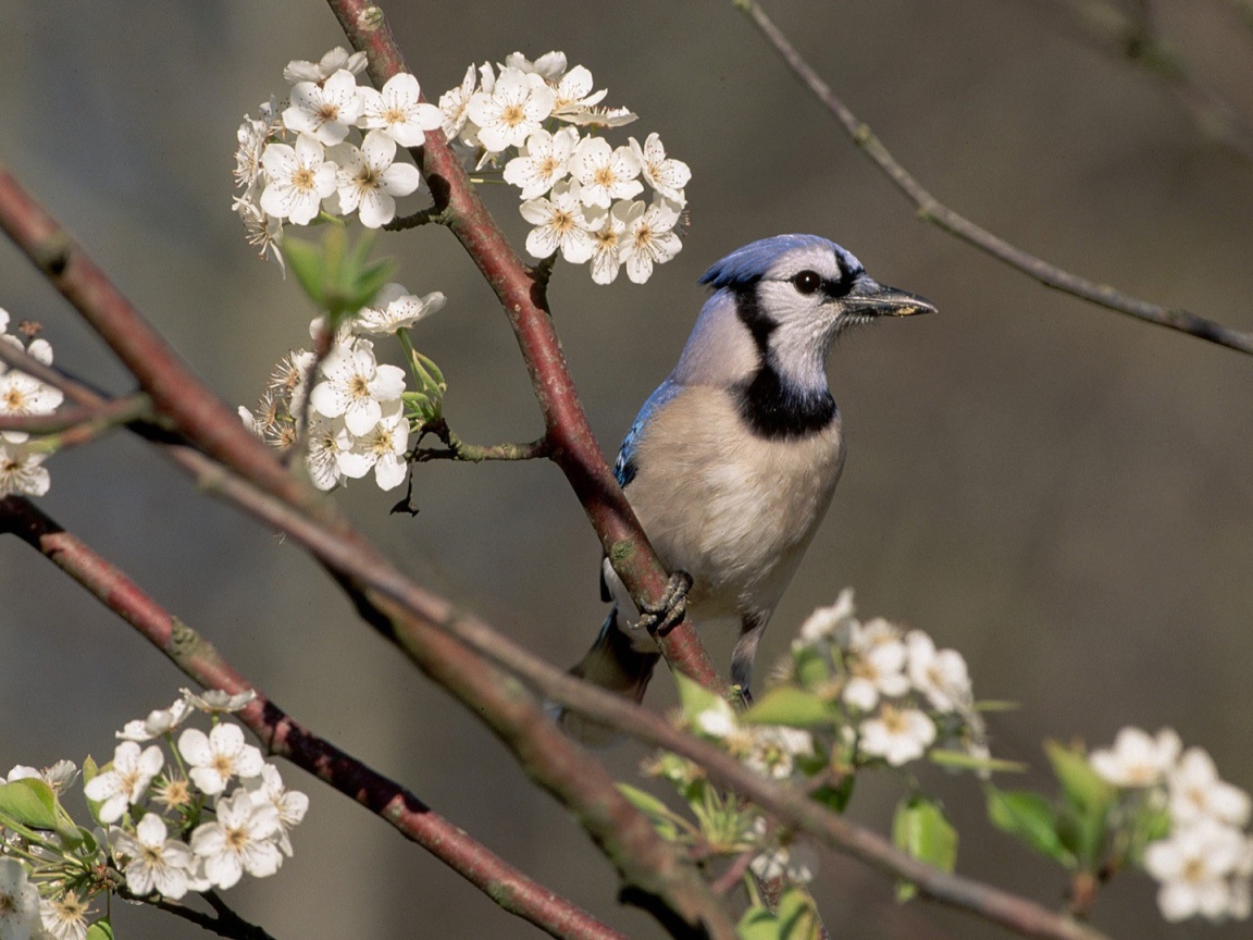 Голубая сойка