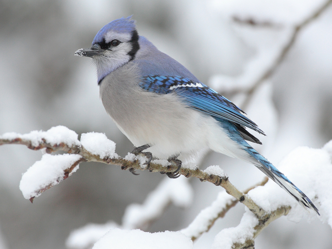 Голубая сойка на ветке