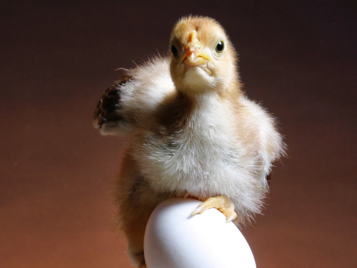 Цыпленок и яйцо