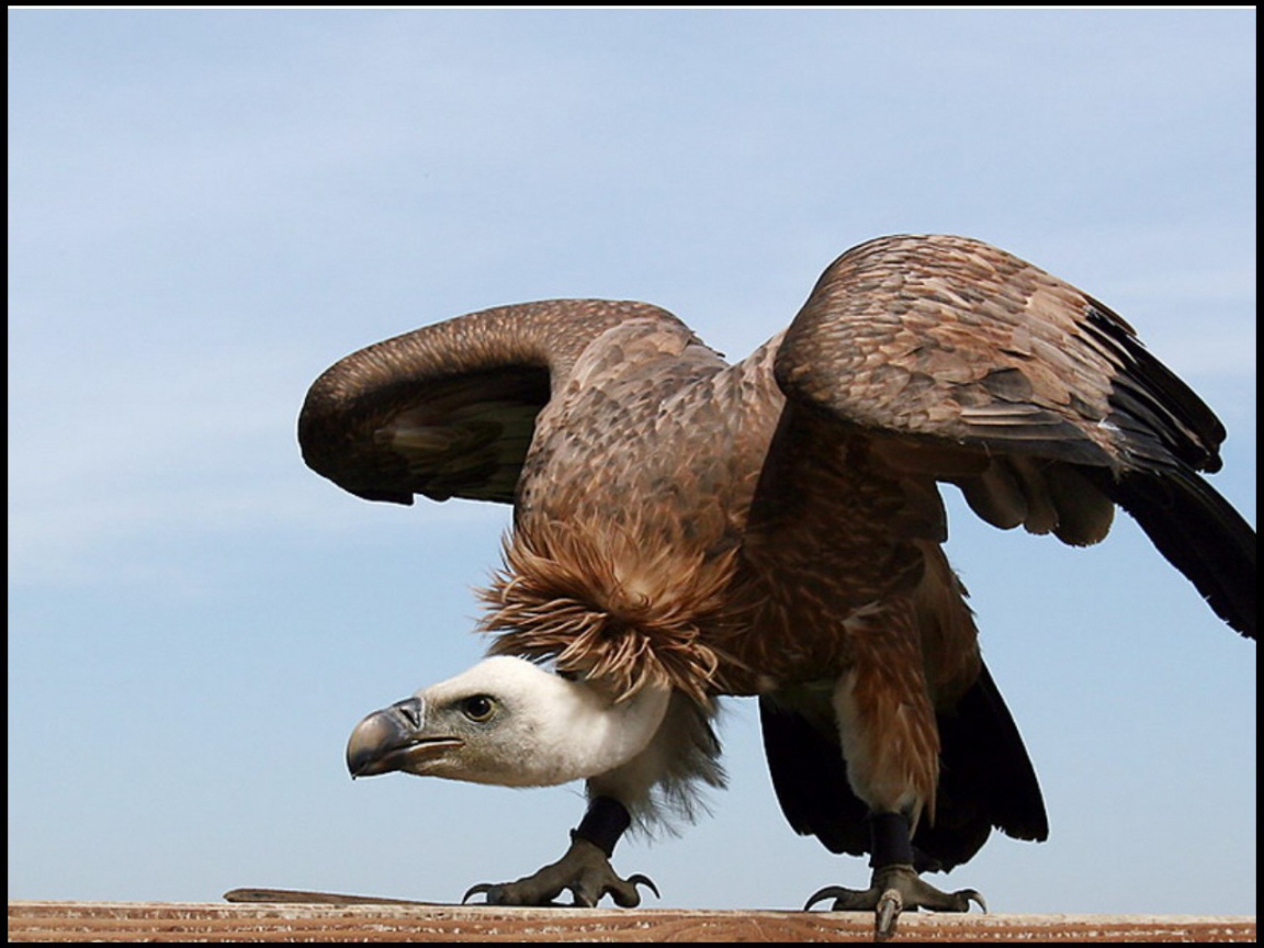 Орел взлетает