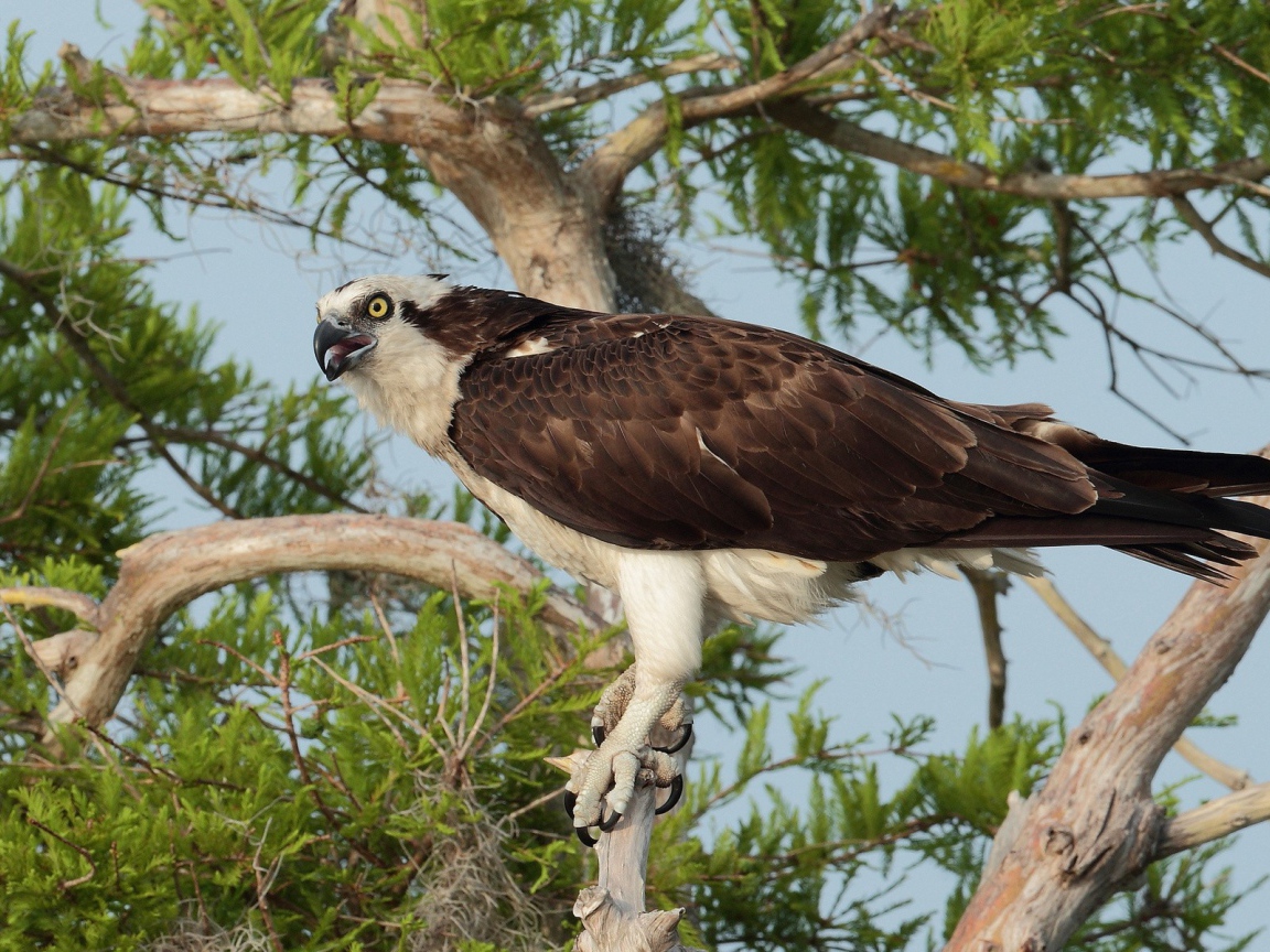 Орел сидит на дереве