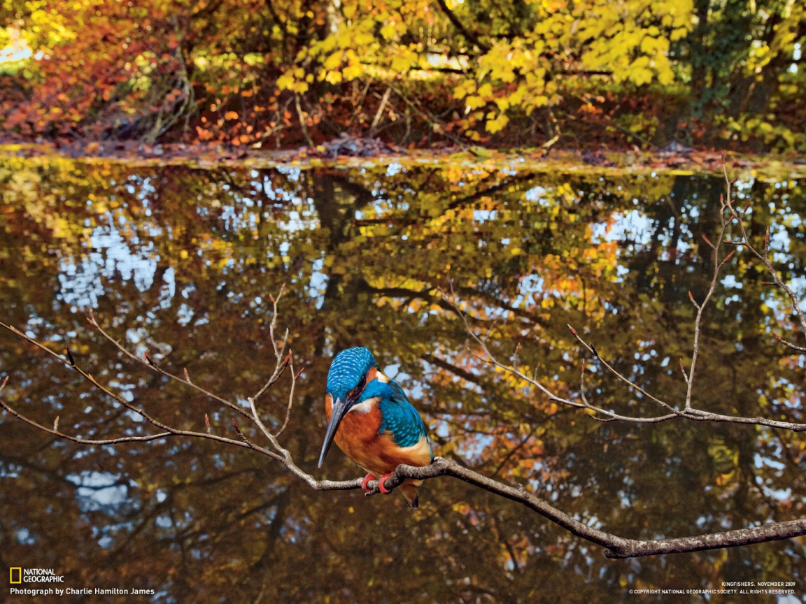Зимородок сидит на ветке
