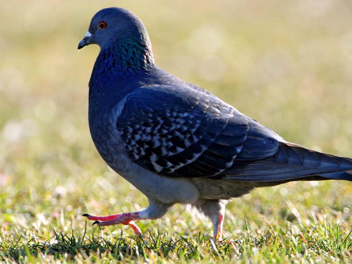 Голубь на травке