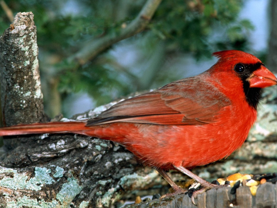 Красно грудая птица