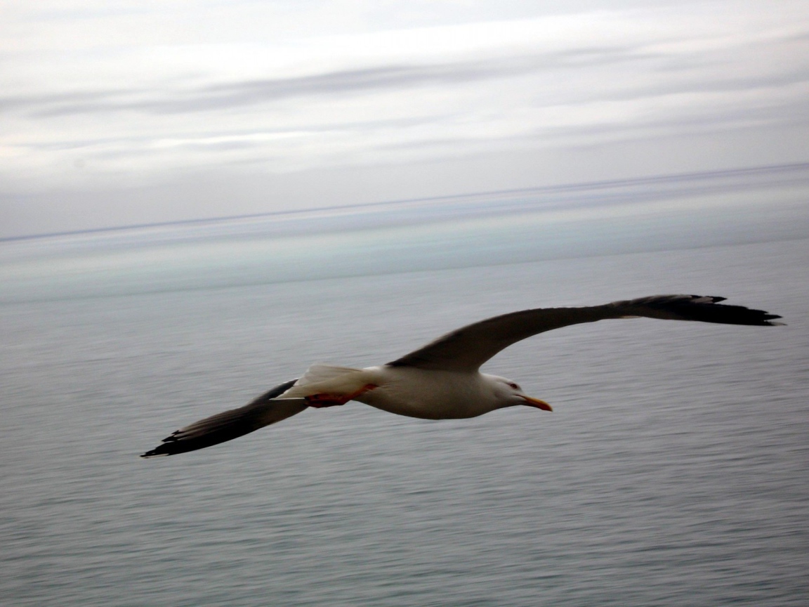 Чайка в полете