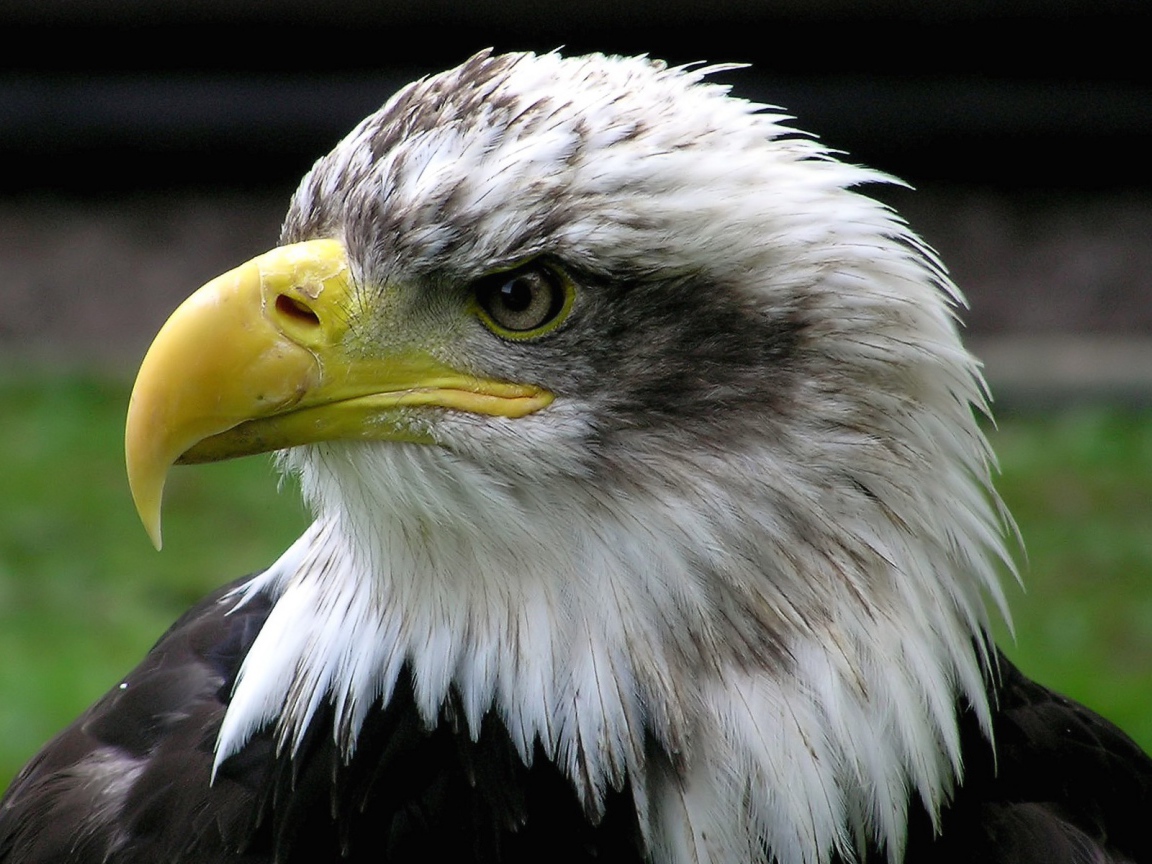 Голова орла