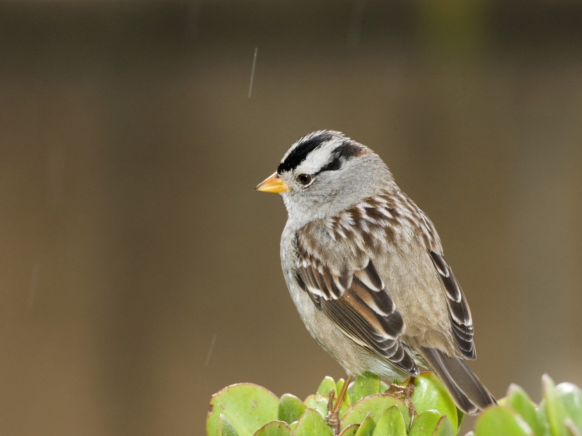 Задумчивый воробей