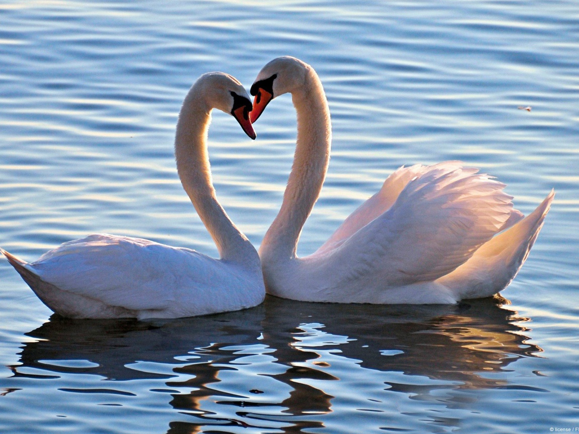 Пара белых лебедей