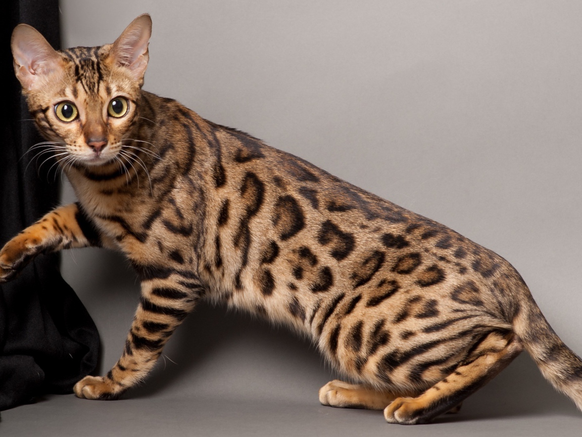 Красивый молодой бенгальский кот позирует