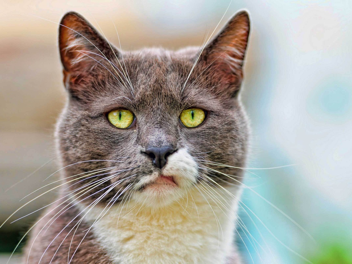 Кот с ухмылкой