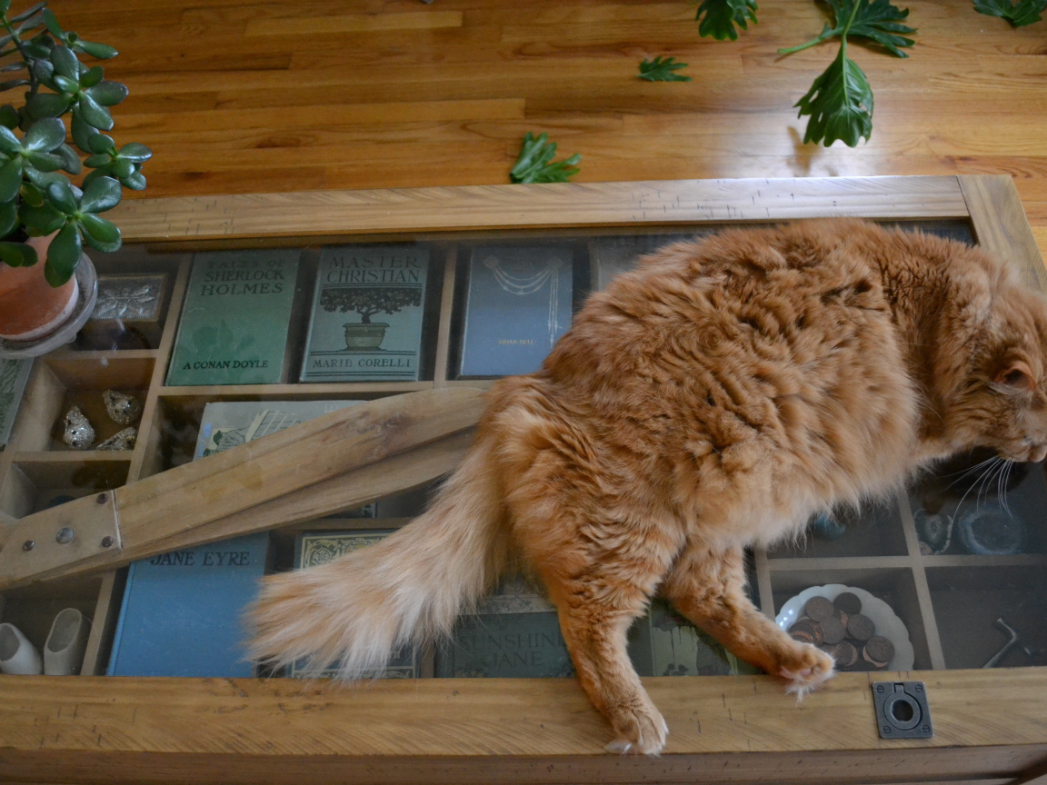 Толстый рыжий кот спит на столе