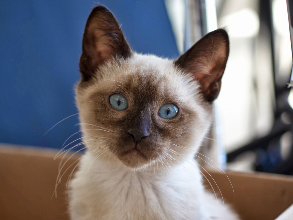 Маленький удивлённый сиамский кот