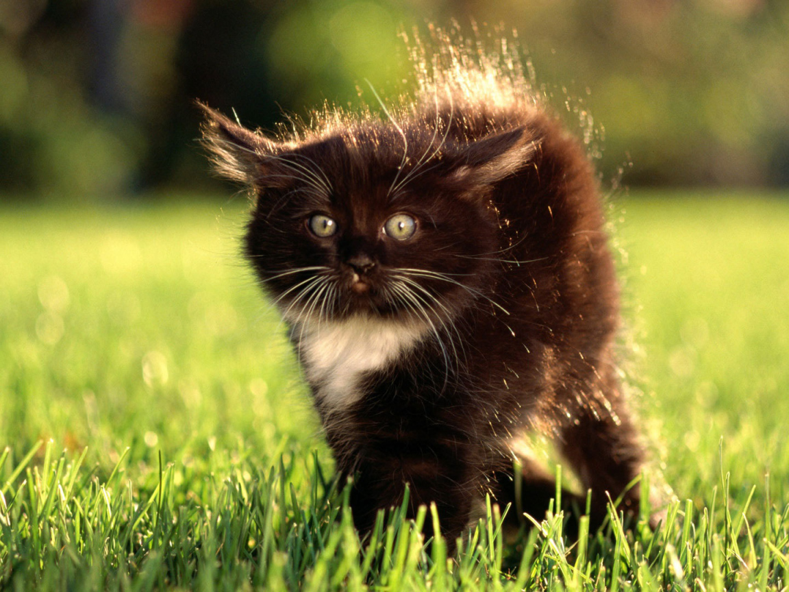 Маленький чёрный кот с белым пятнышком испугался