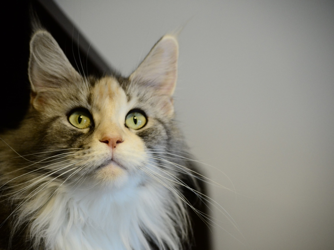 Молодой кот мейн-кун куда-то пристально смотрит