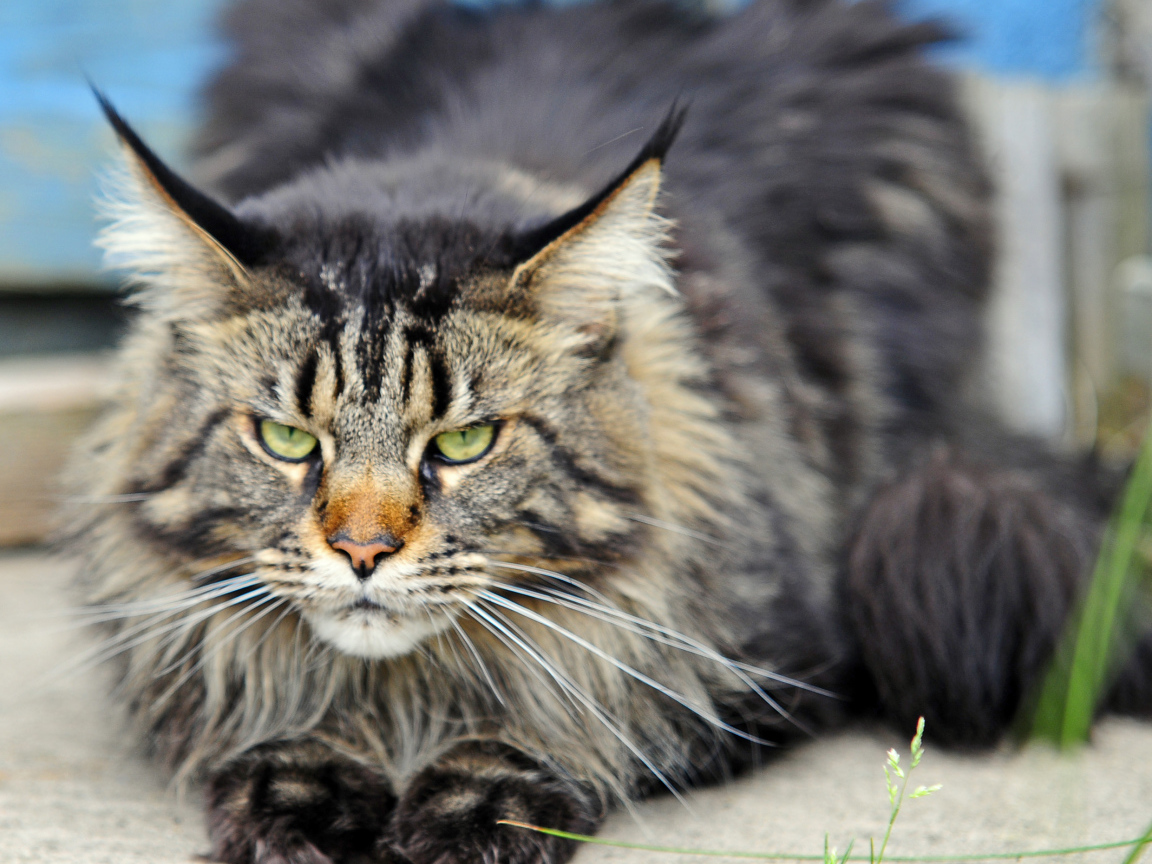 Злой, но красивый кот мейн-кун