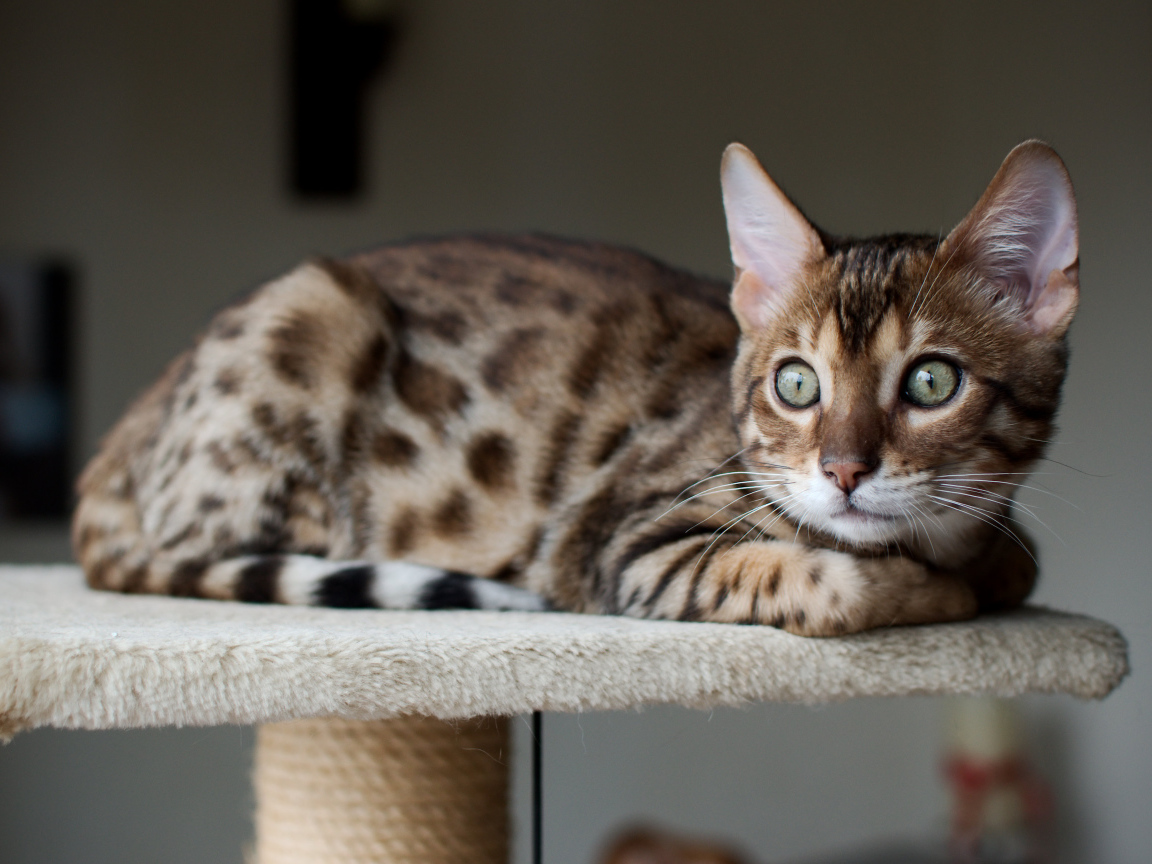 Красивый бенгальский кот кого-то увидел