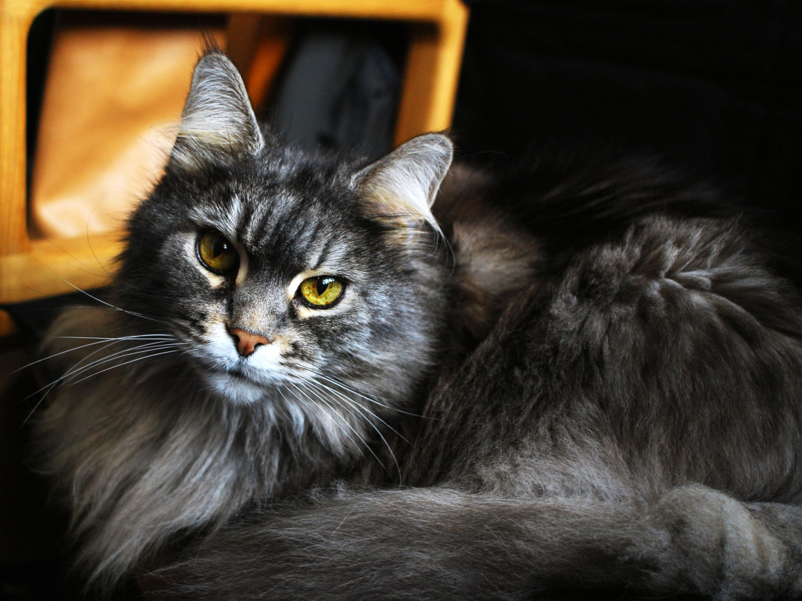 Красивый кот мейн-кун с зелёными глазами