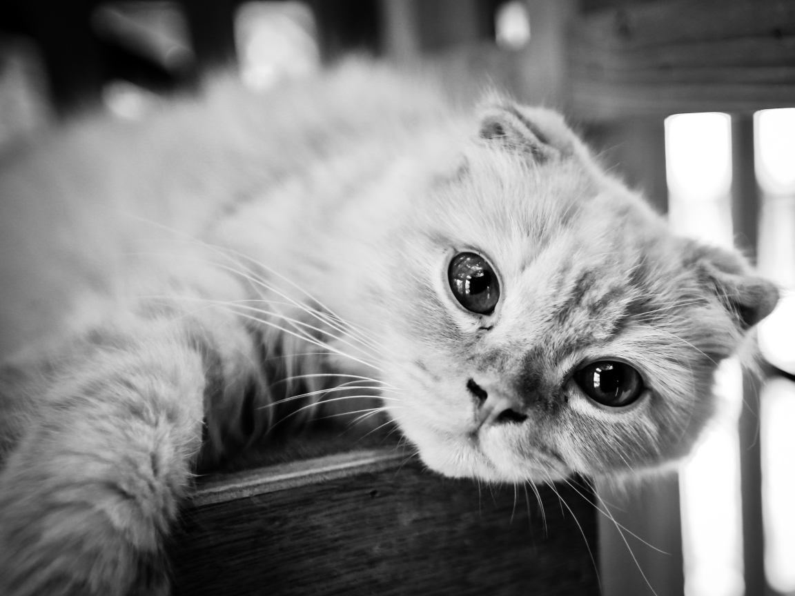 Красивый шотландский вислоухий кот, черно-белое фото