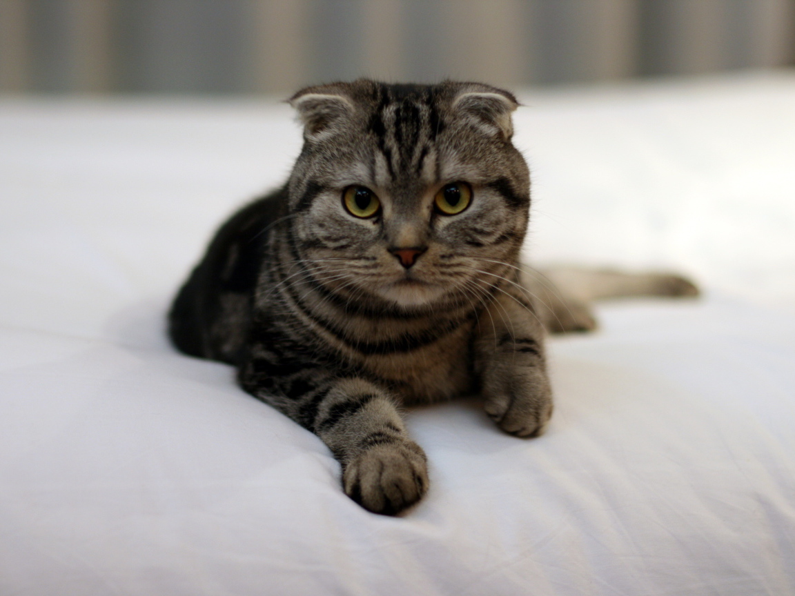 Красивый шотландский вислоухий кот с зелёными глазами в на кровати