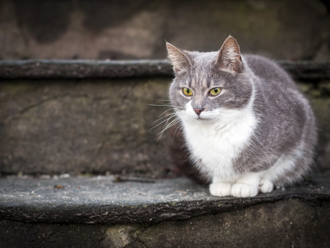 Красивый кот на ступеньках