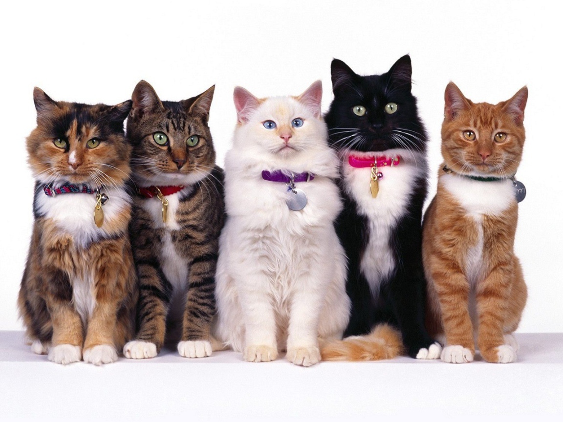 Конкурс красоты кошек