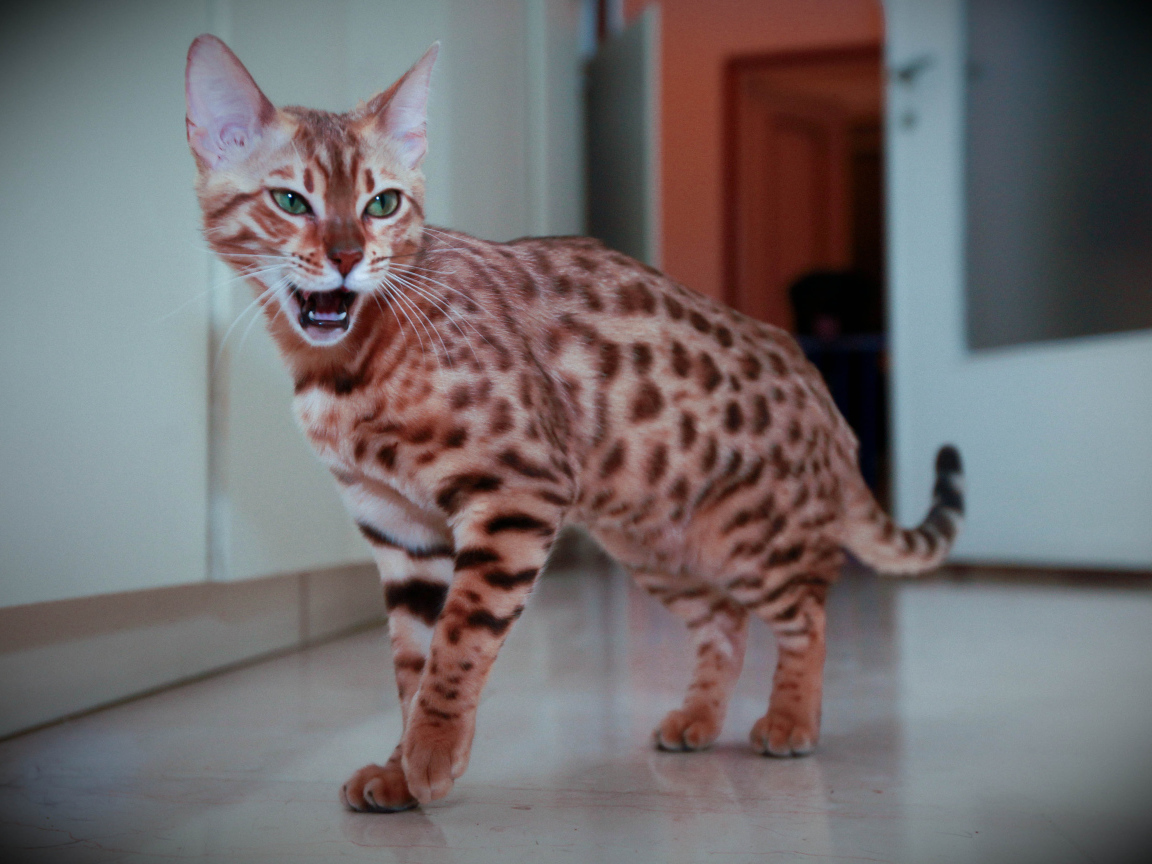 Бенгальский кот говорит мяу