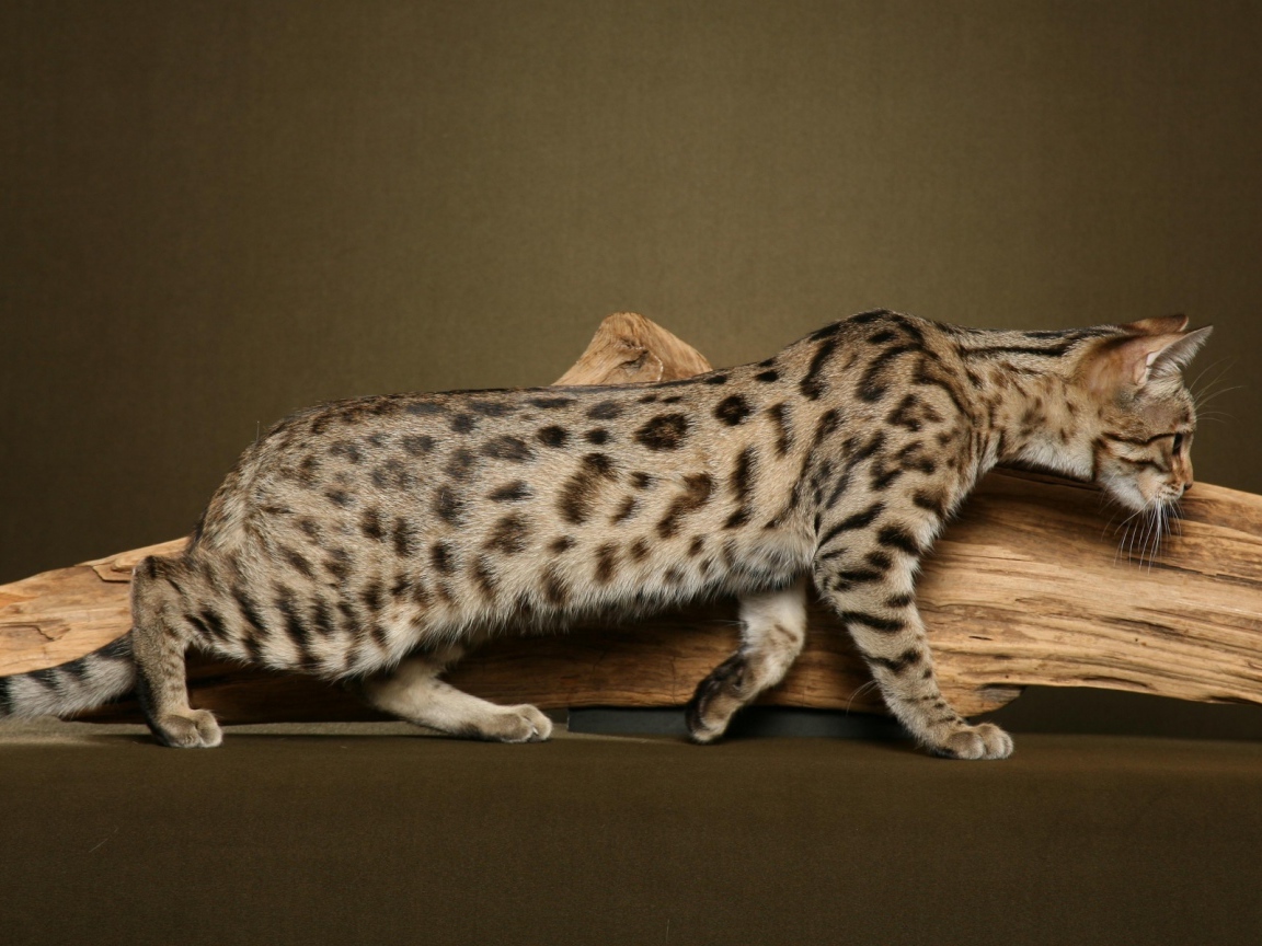 Бенгальский кот к чему-то крадётся