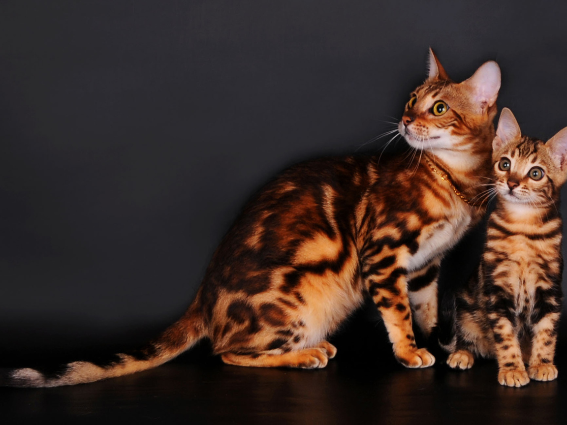 Бенгальские коты на сером фоне