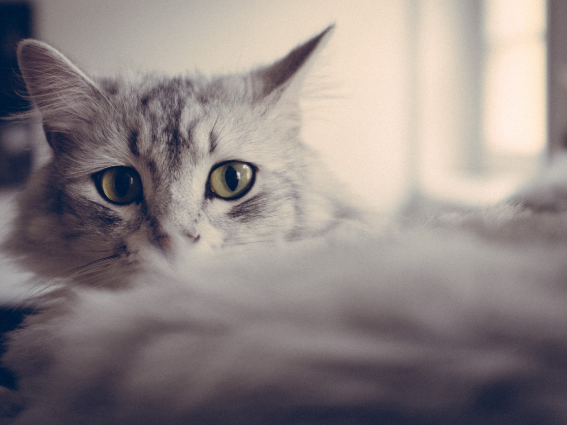 Большие глаза серого кота