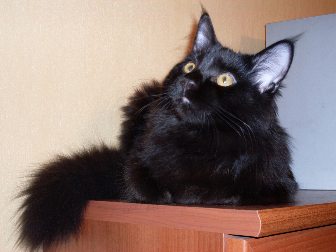 Чёрный кот мейн-кун кого-то увидел