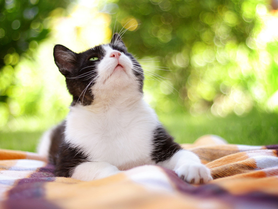 Чёрно-белый кот на природе