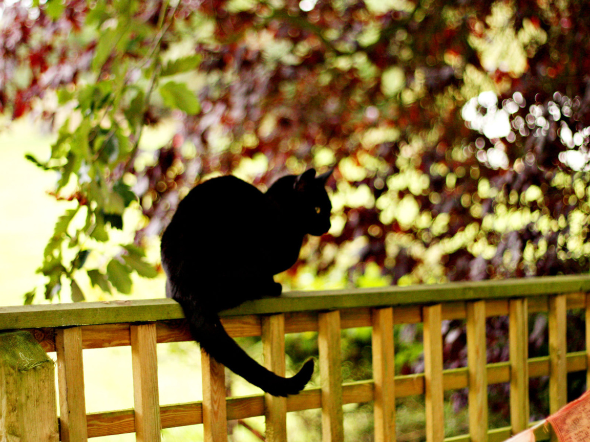 Чёрный кот на заборе