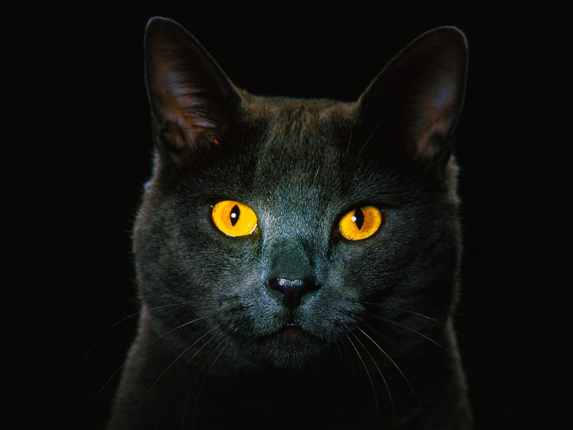 Чёрный кот с рыжими глазами