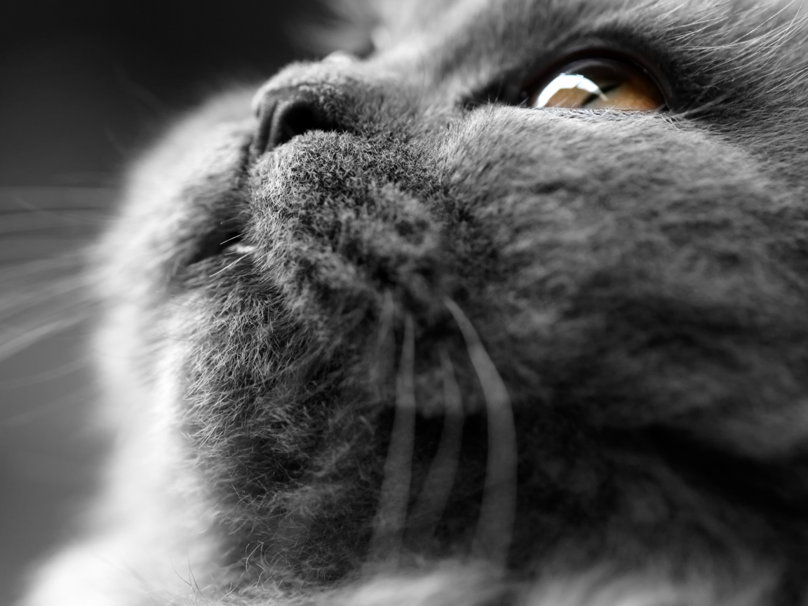 Британский кот крупным планом