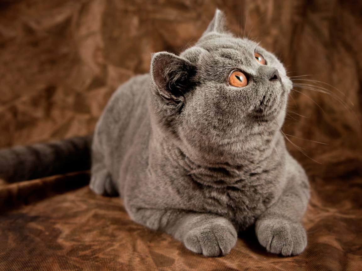 Британский кот засмотрелся