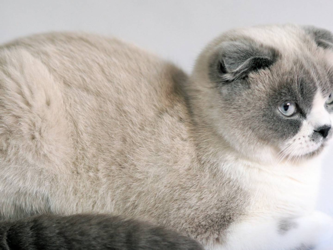 Спокойный шотландский вислоухий кот