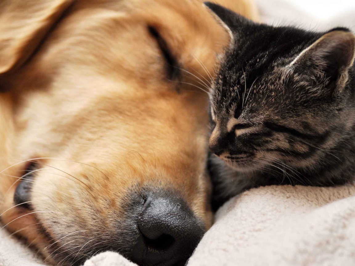 Кот и пёс спят
