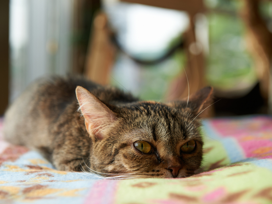 Кот с безнадёжным взглядом