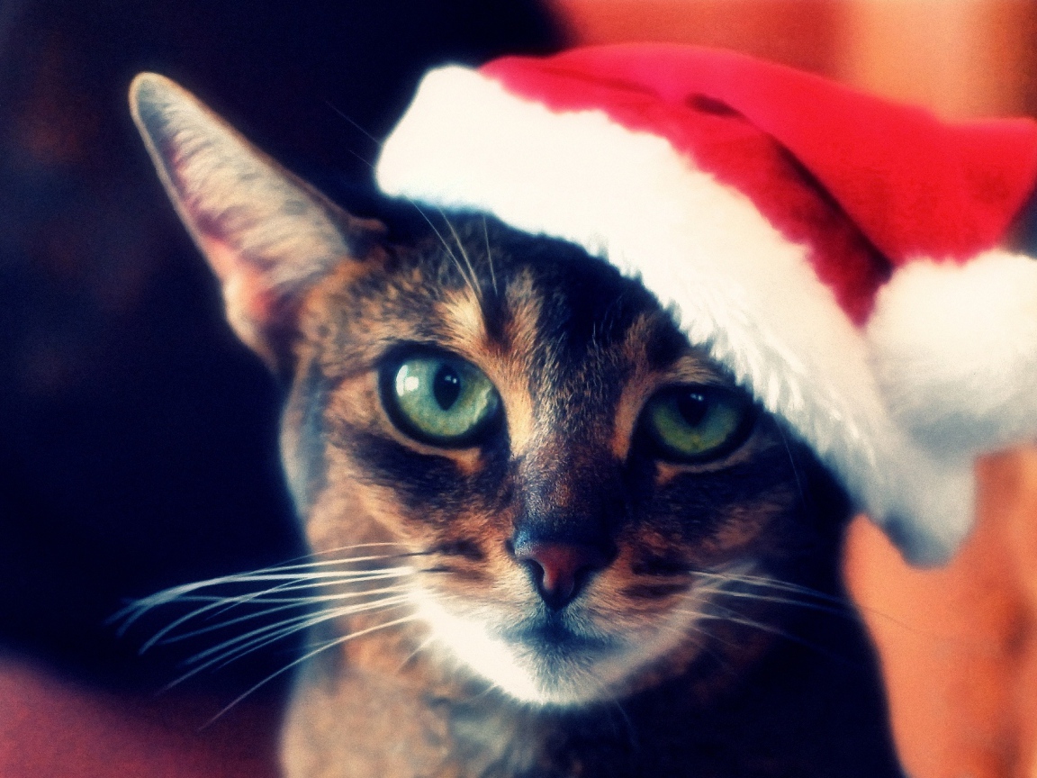Кот с зелёными глазами в шапке деда мороза