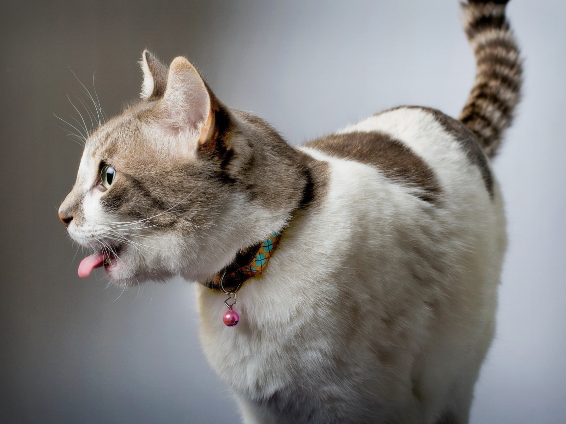 Смешной красивый кот с языком