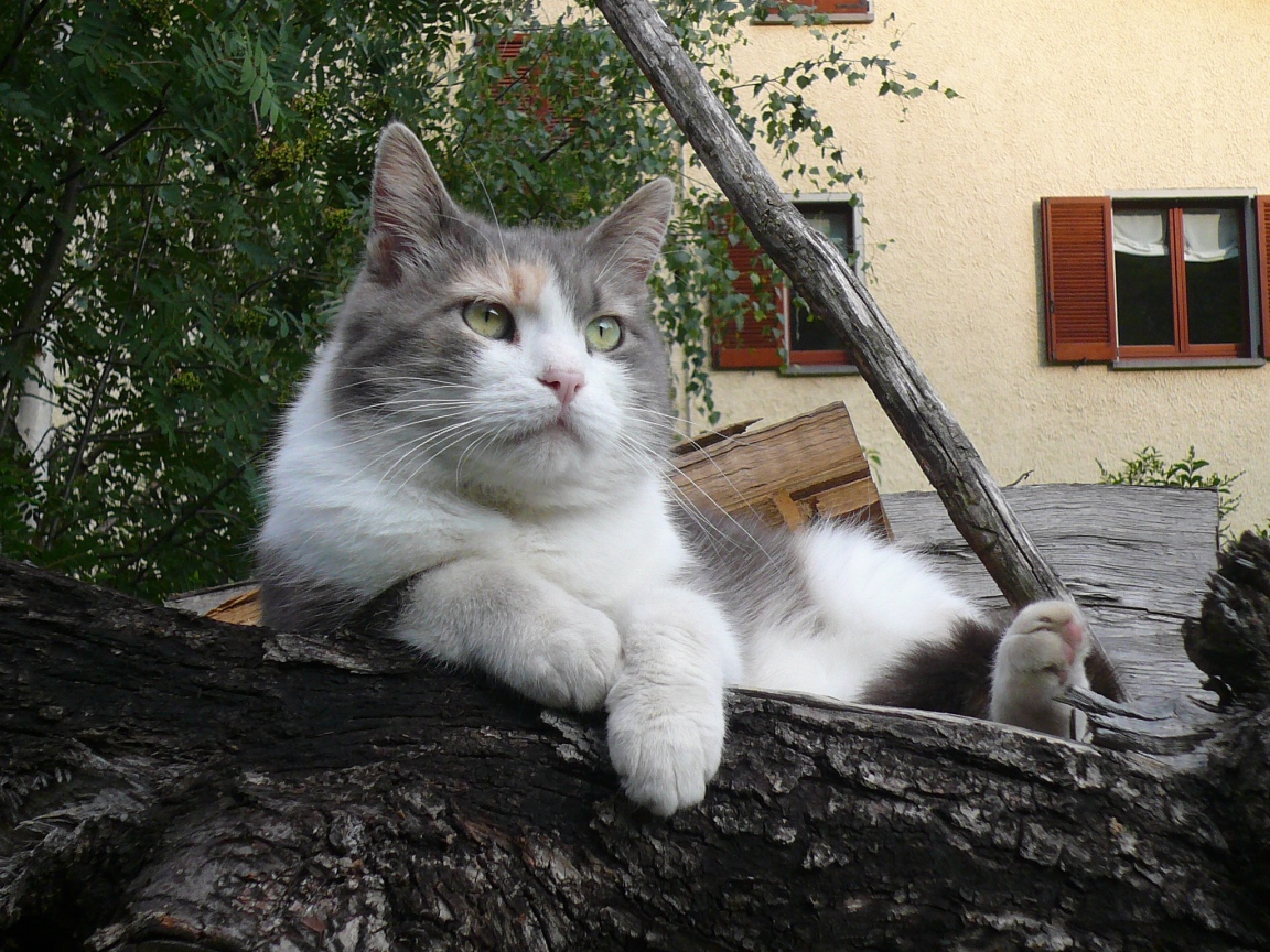 Серый кот лежит на бревне
