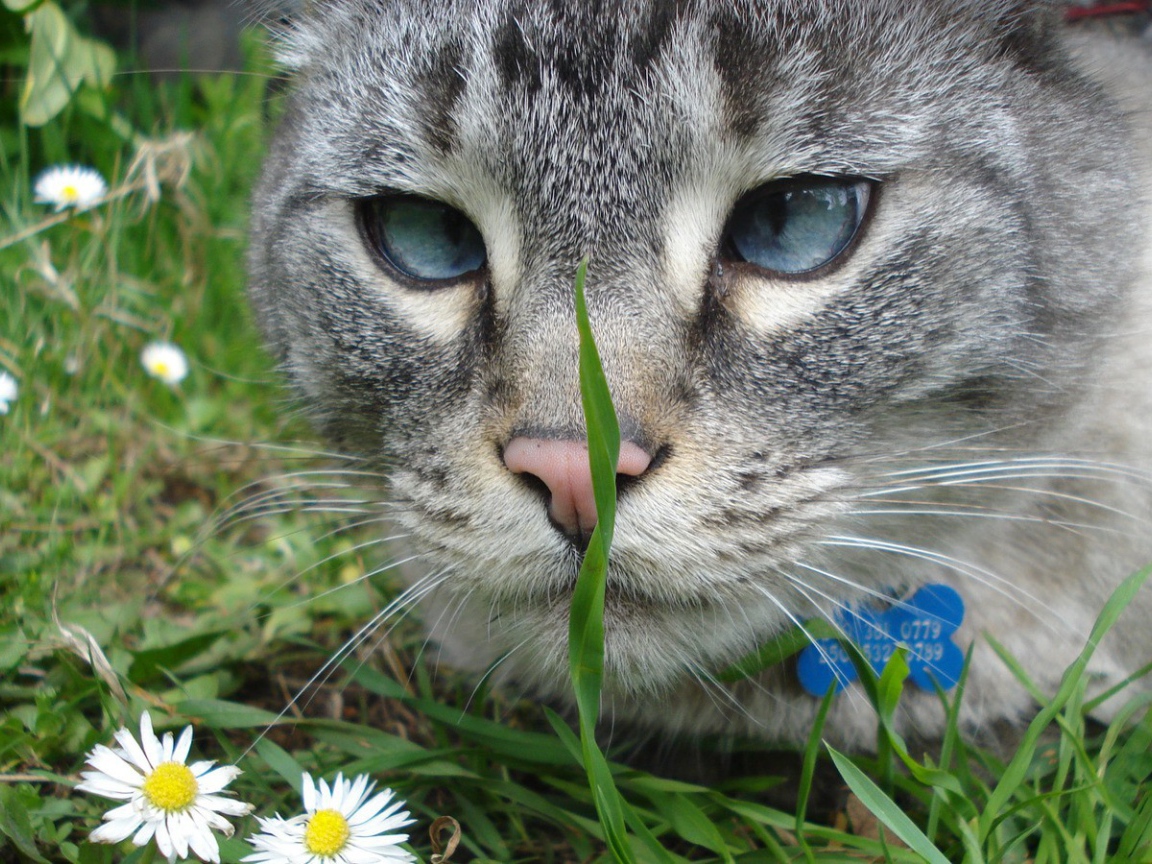 Серый кот смотрит на траву