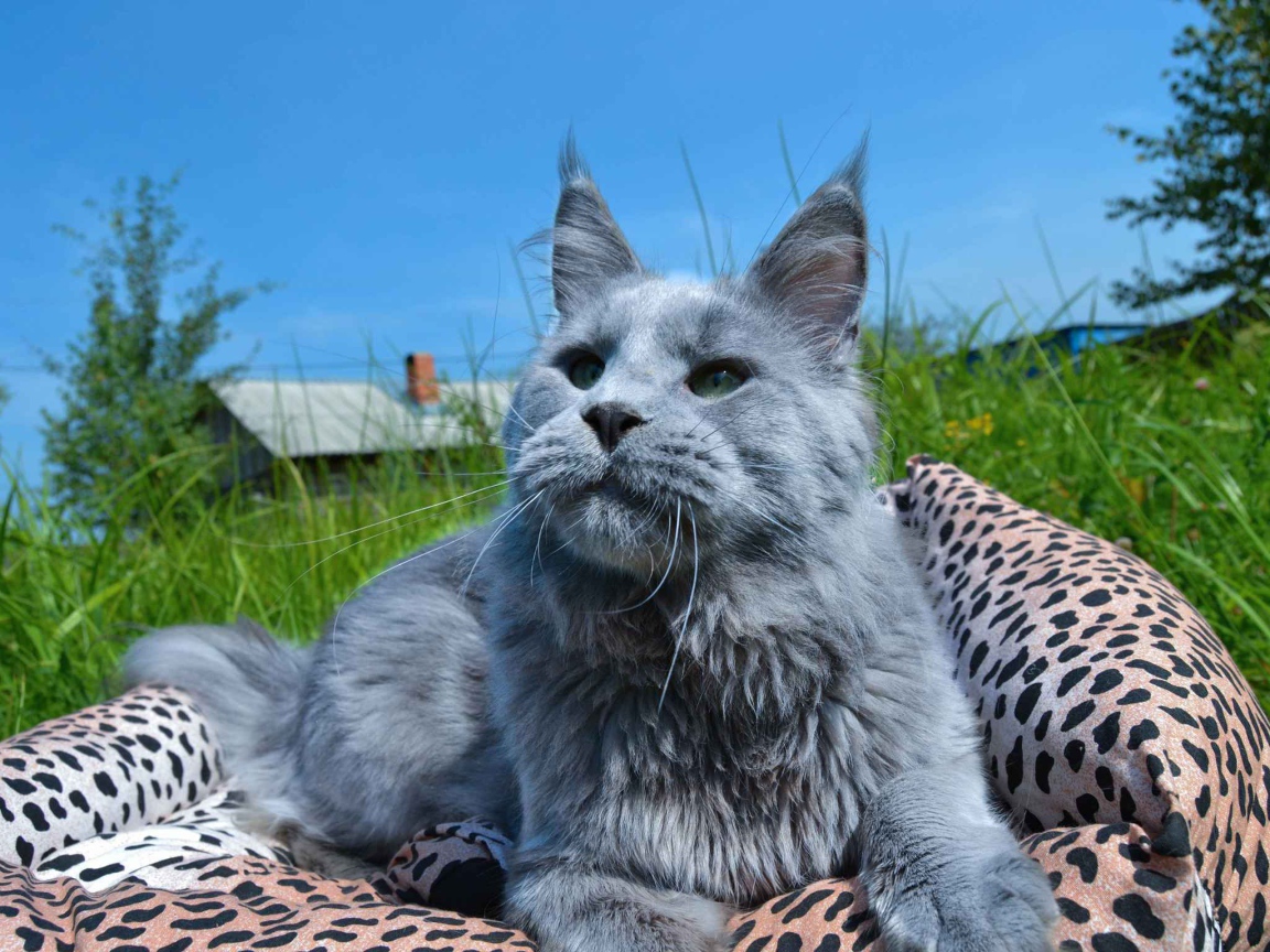 Серый молодой кот мейн-кун на природе