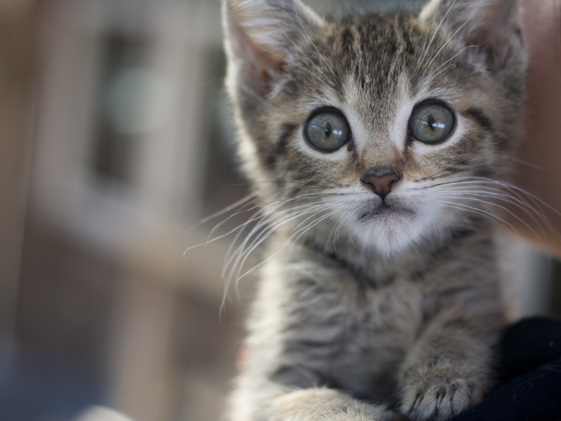 Малыш мейн-кун с испуганным взглядом