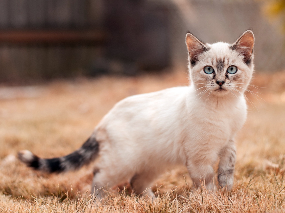 Маленький сиамский кот на засохшей траве
