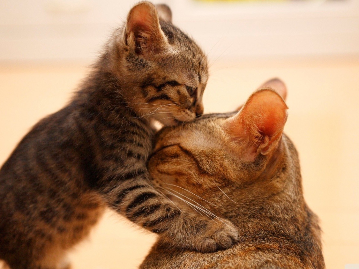 Моя любимая мама кошка