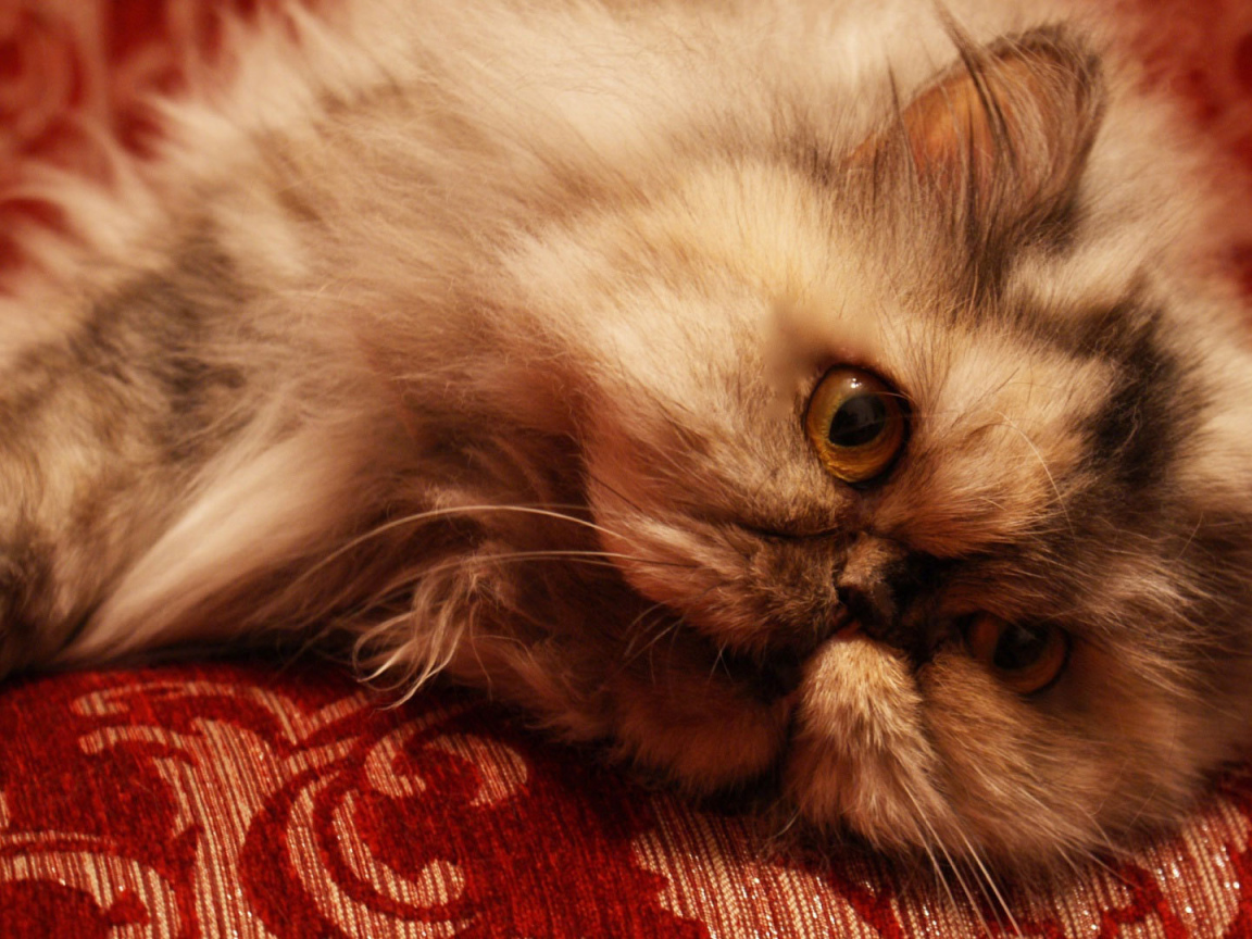 Персидский кот отдыхает