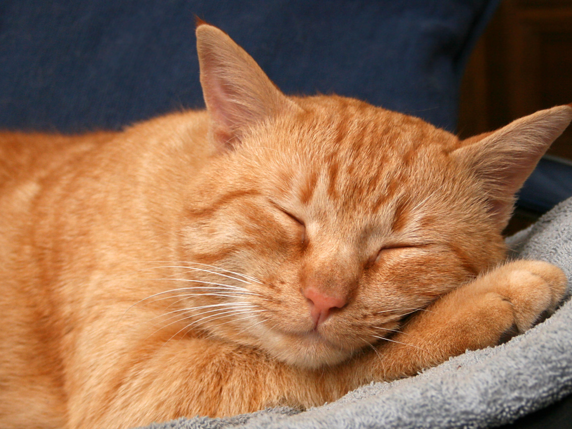 Рыжий кот сладко спит