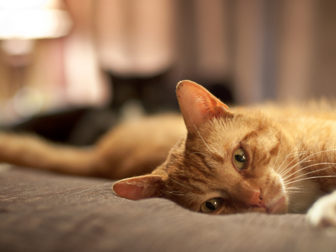 Рыжий кот расслабляется на кровати